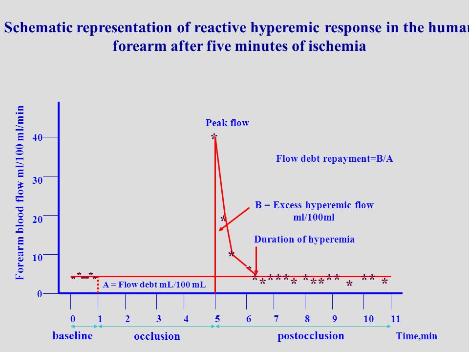 Schematic representation of reactive hyperemic response in the human