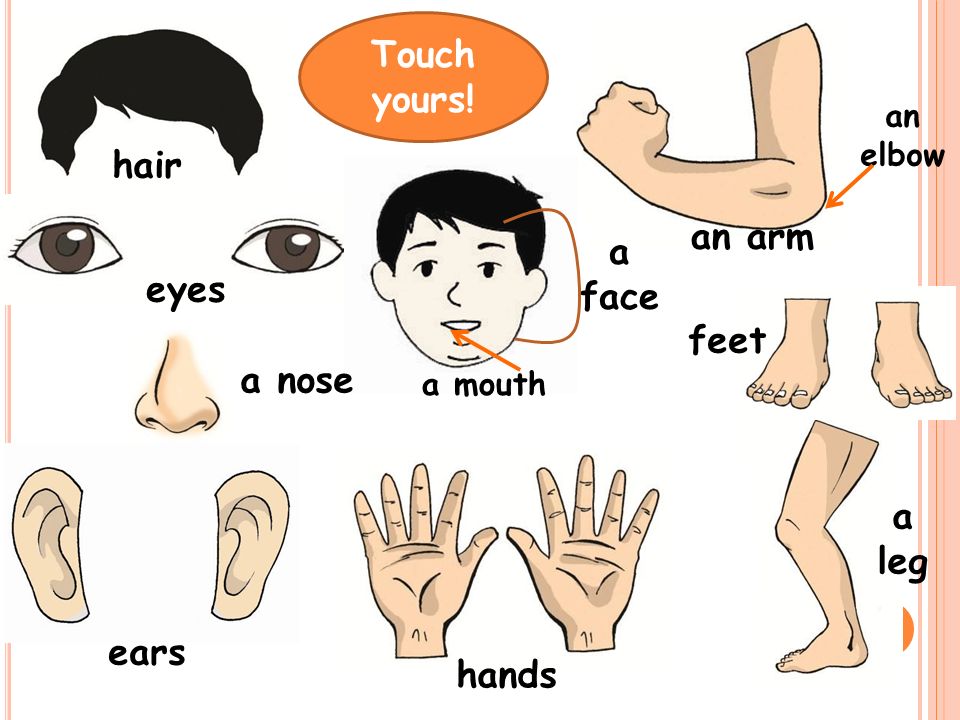 Touch yours! hair a face eyes a leg ears hands