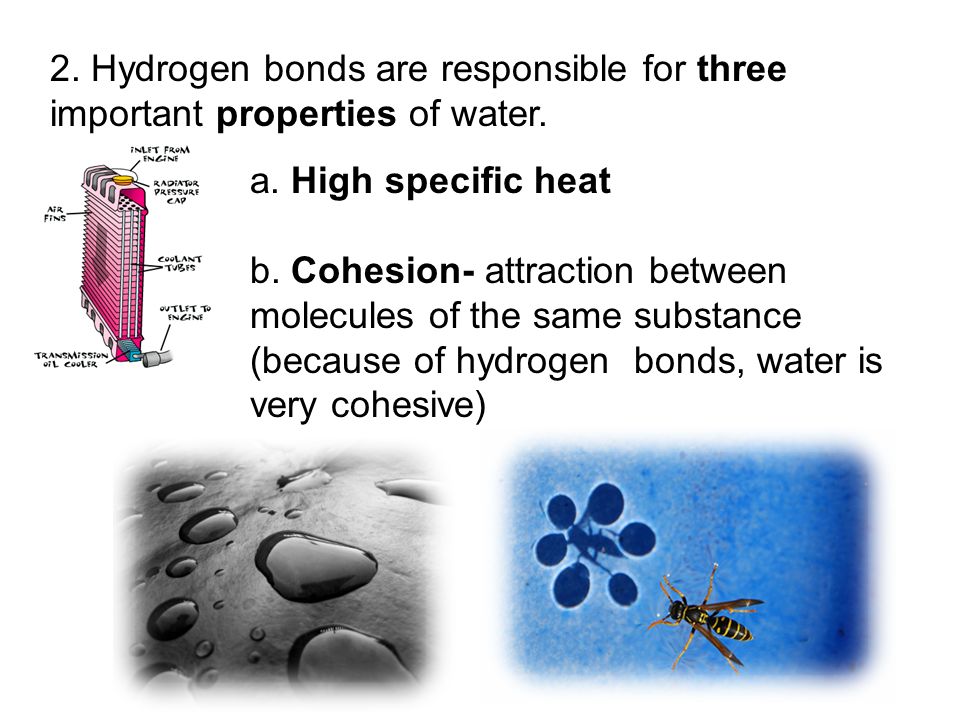 2. Hydrogen bonds are responsible for three important properties of water.