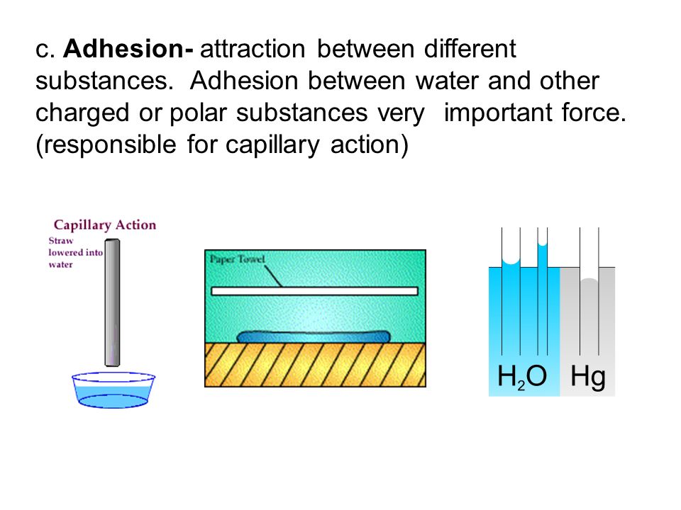 c. Adhesion- attraction between different substances