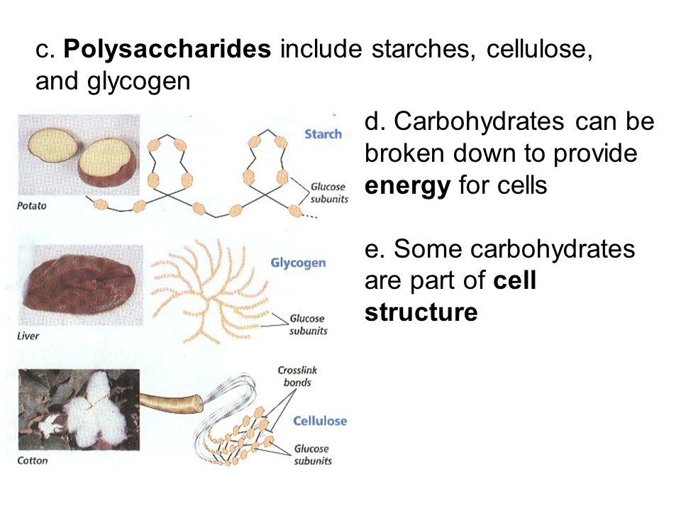 c. Polysaccharides include starches, cellulose, and glycogen