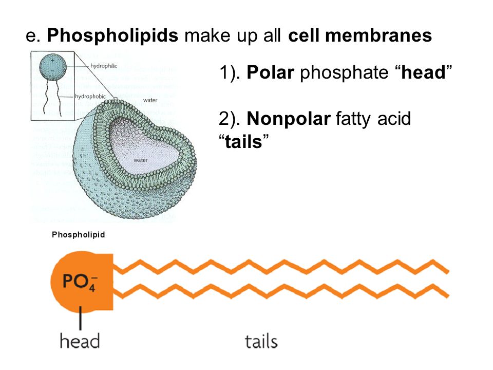 e. Phospholipids make up all cell membranes 1). Polar phosphate head