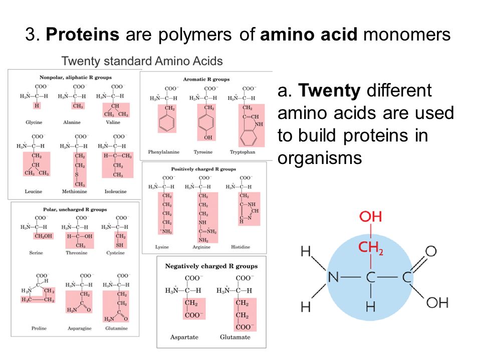 3. Proteins are polymers of amino acid monomers