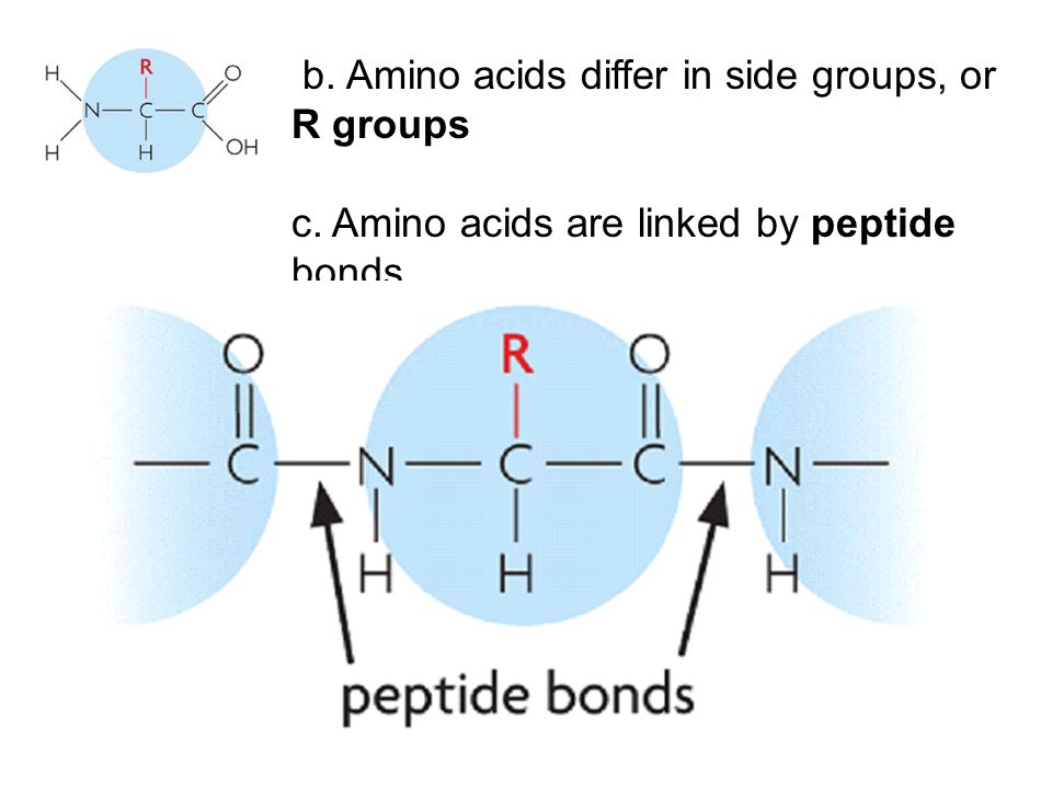 b. Amino acids differ in side groups, or R groups
