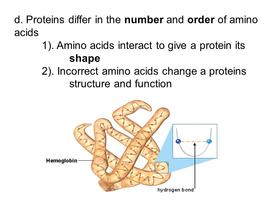 d. Proteins differ in the number and order of amino acids