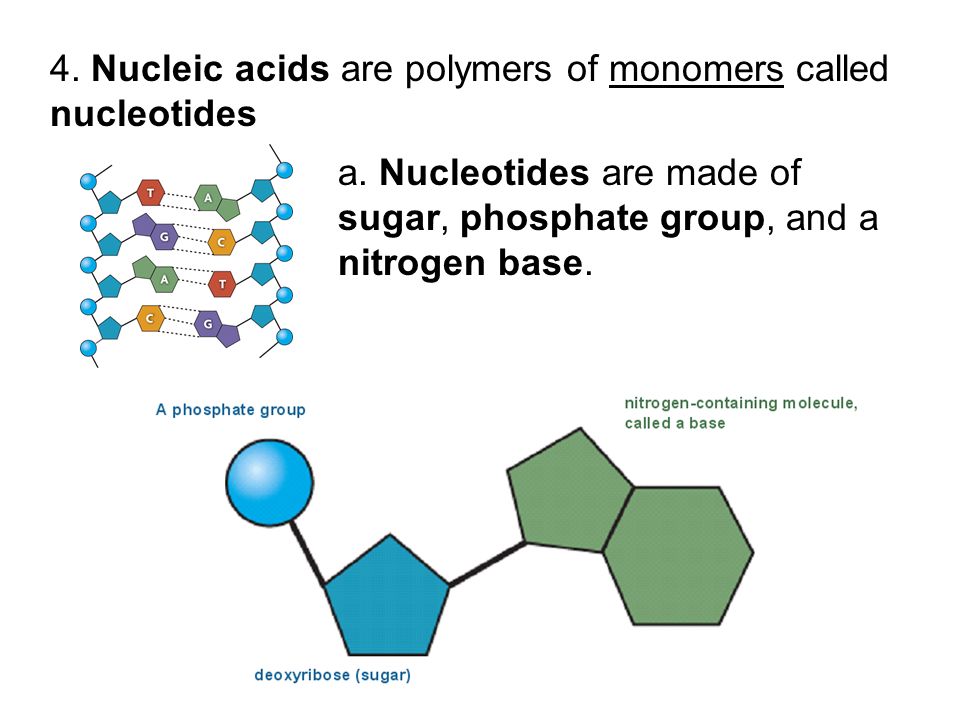 4. Nucleic acids are polymers of monomers called nucleotides