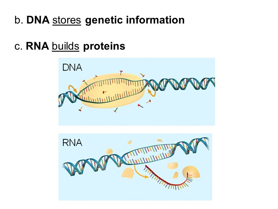 b. DNA stores genetic information c. RNA builds proteins
