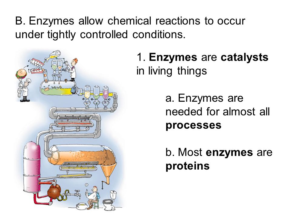 1. Enzymes are catalysts in living things