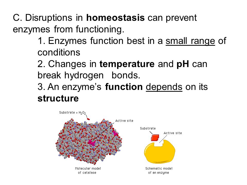 C. Disruptions in homeostasis can prevent enzymes from functioning.