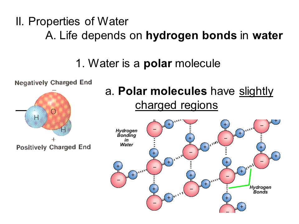 A. Life depends on hydrogen bonds in water