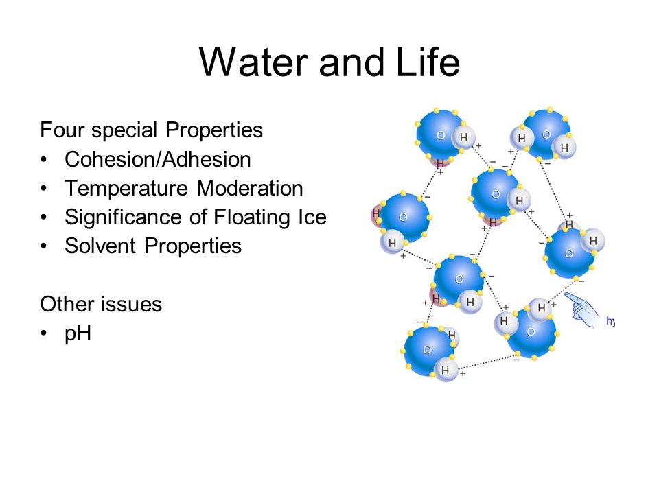 Water and Life Four special Properties Cohesion/Adhesion