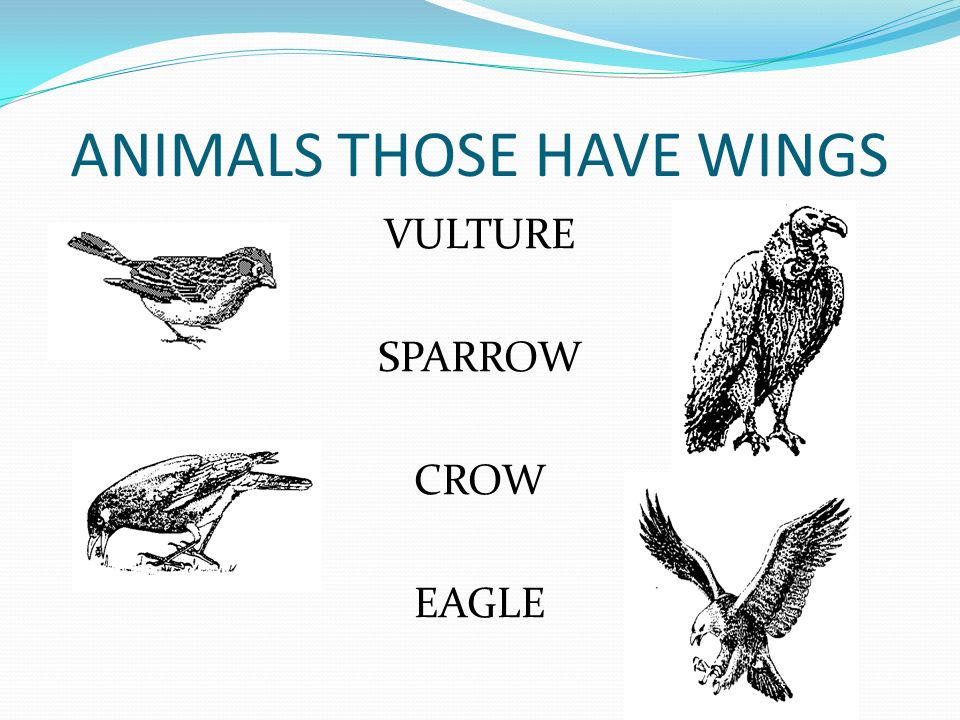 Animals those can fly : Parrot Pigeon Crow Eagle Swan - ppt video online  download