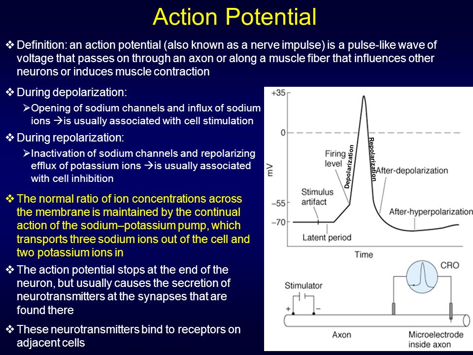 Action Potential.