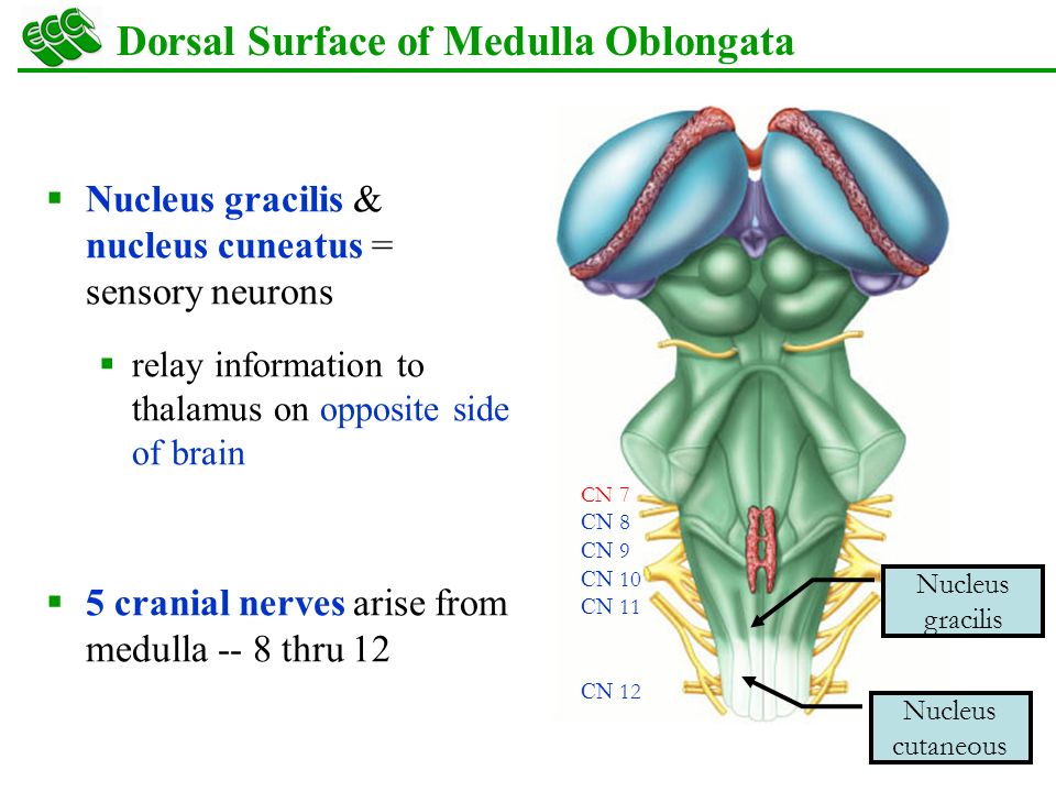 Dorsal Surface of Medulla Oblongata.