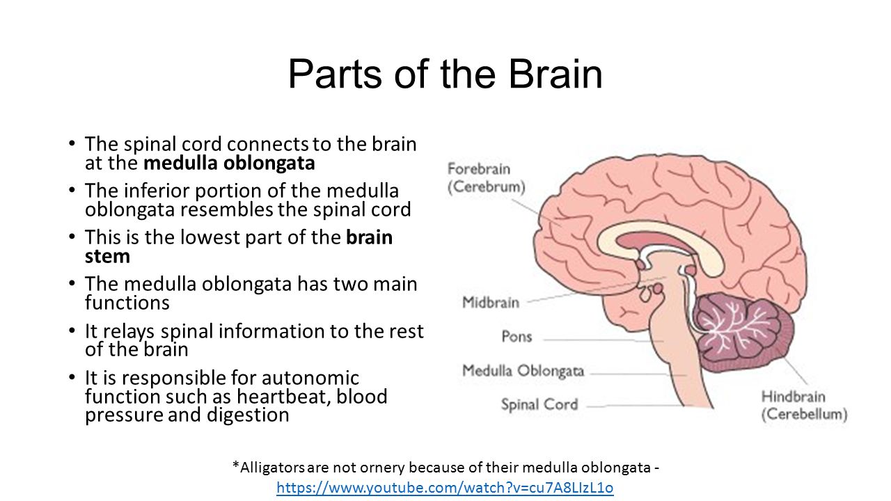 Brain capabilities. Brain structure. Parts of the Brain. Brain Parts and functions. Parts of Brain and their function.