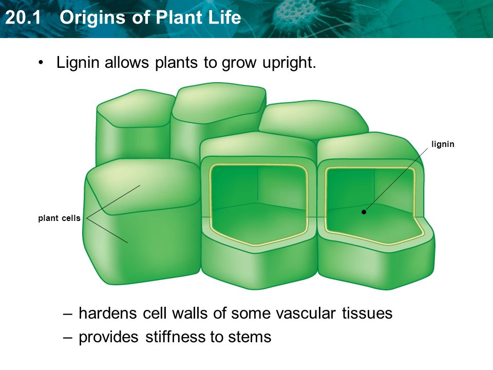 Lignin allows plants to grow upright.