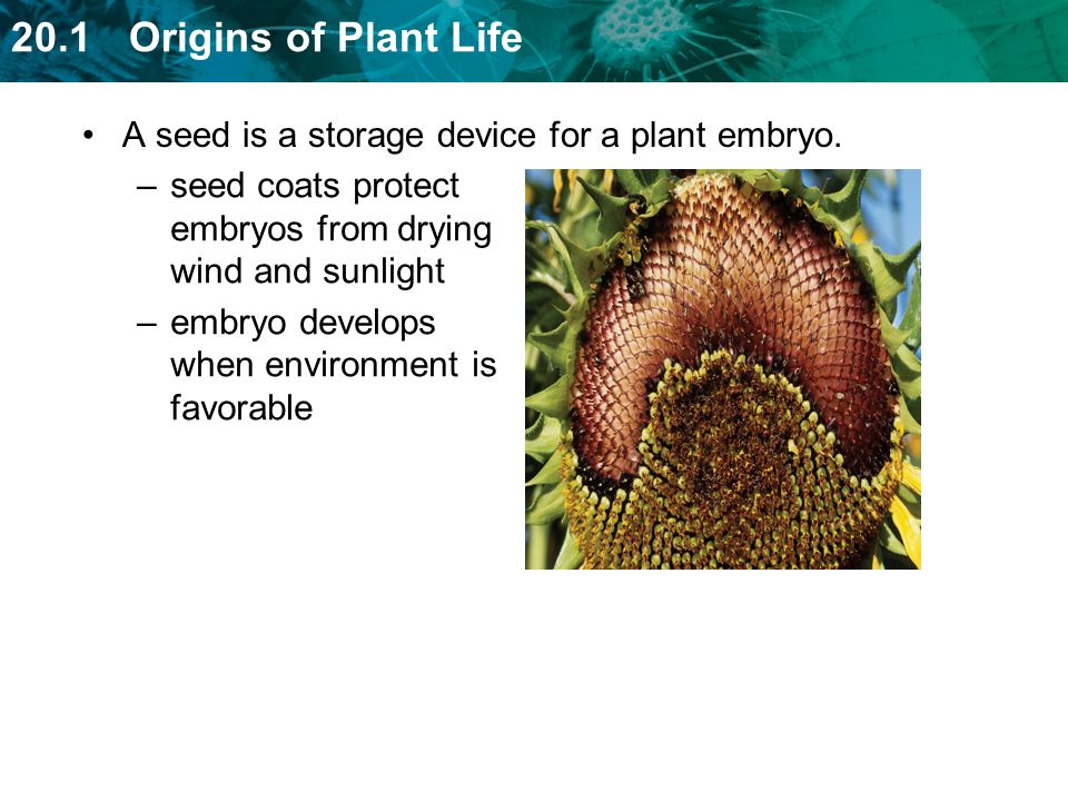 A seed is a storage device for a plant embryo.