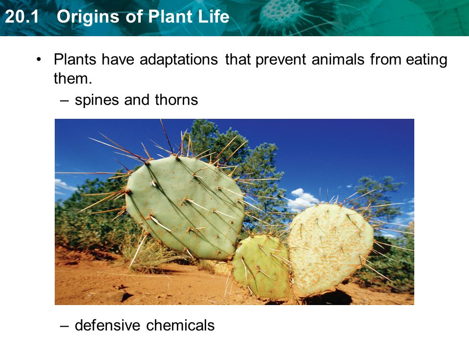 Plants have adaptations that prevent animals from eating them.