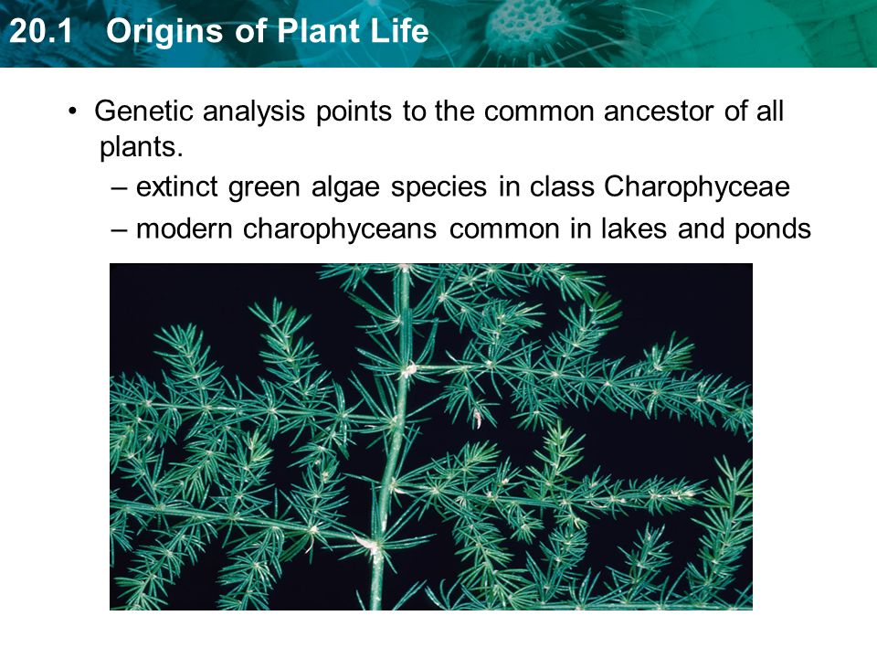 Genetic analysis points to the common ancestor of all plants.