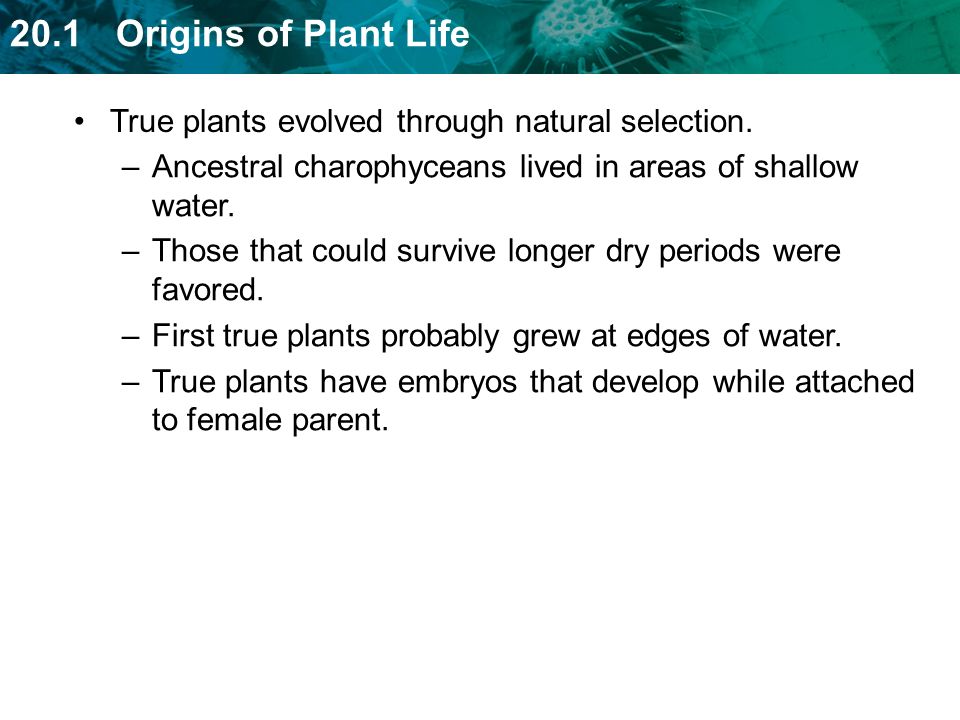 True plants evolved through natural selection.