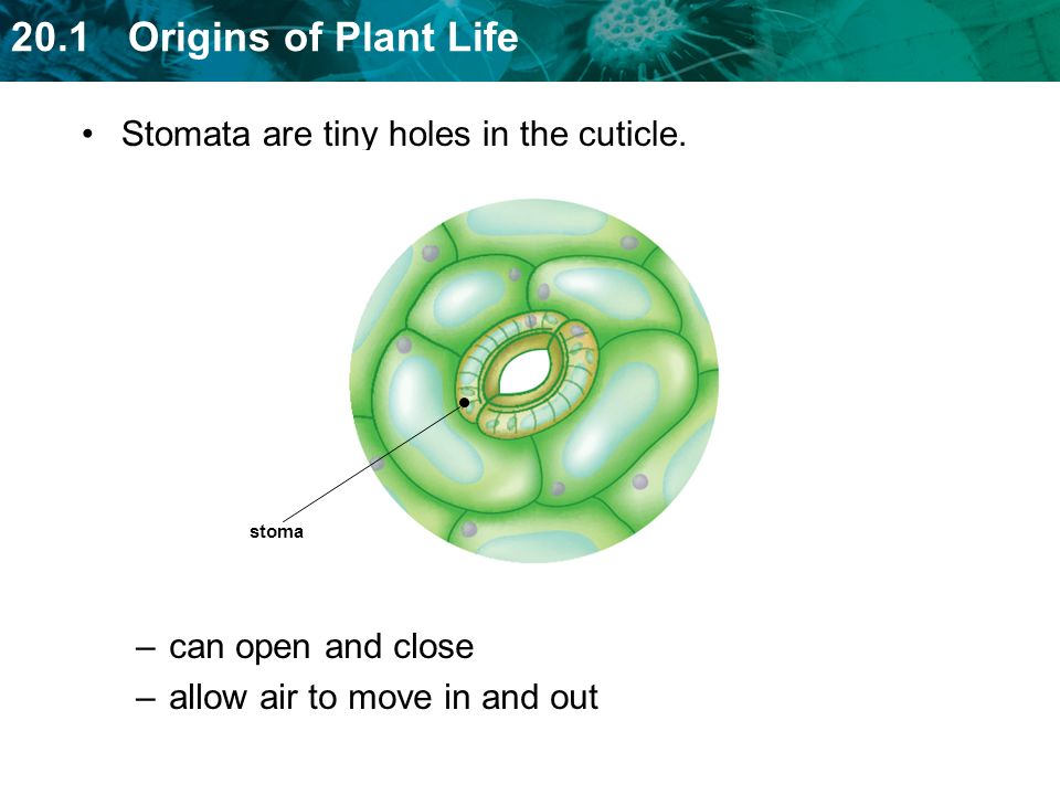 Stomata are tiny holes in the cuticle.