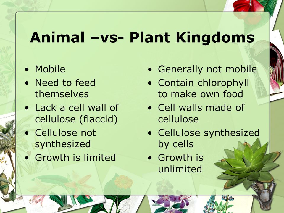 The Plant Kingdom Chapter ppt video online download