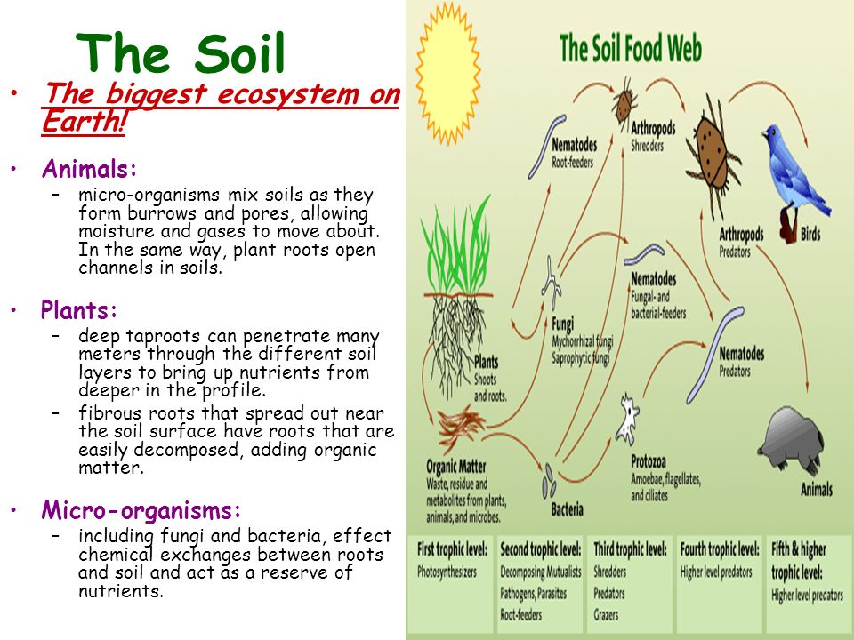 Soil ecosystem. Arthropods перевод. Soil Foodweb Inc. предложить перевод.