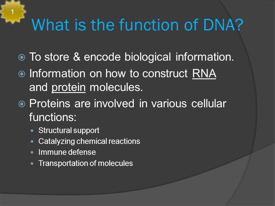 what is the function of dna and rna