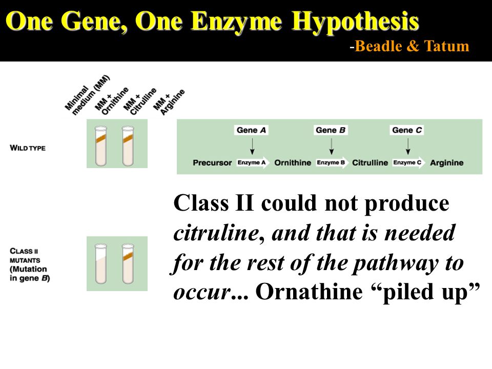 One Gene, One Enzyme Hypothesis -Beadle & Tatum