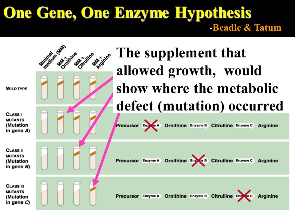 One Gene, One Enzyme Hypothesis -Beadle & Tatum