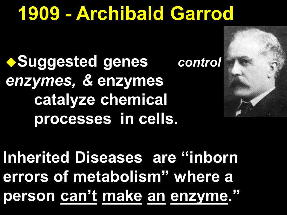 Archibald Garrod Suggested genes control enzymes, & enzymes catalyze chemical processes in cells.