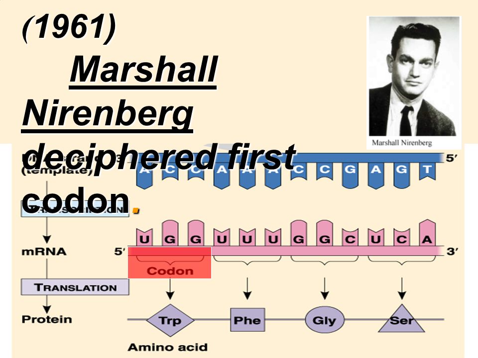 (1961) Marshall Nirenberg deciphered first codon.
