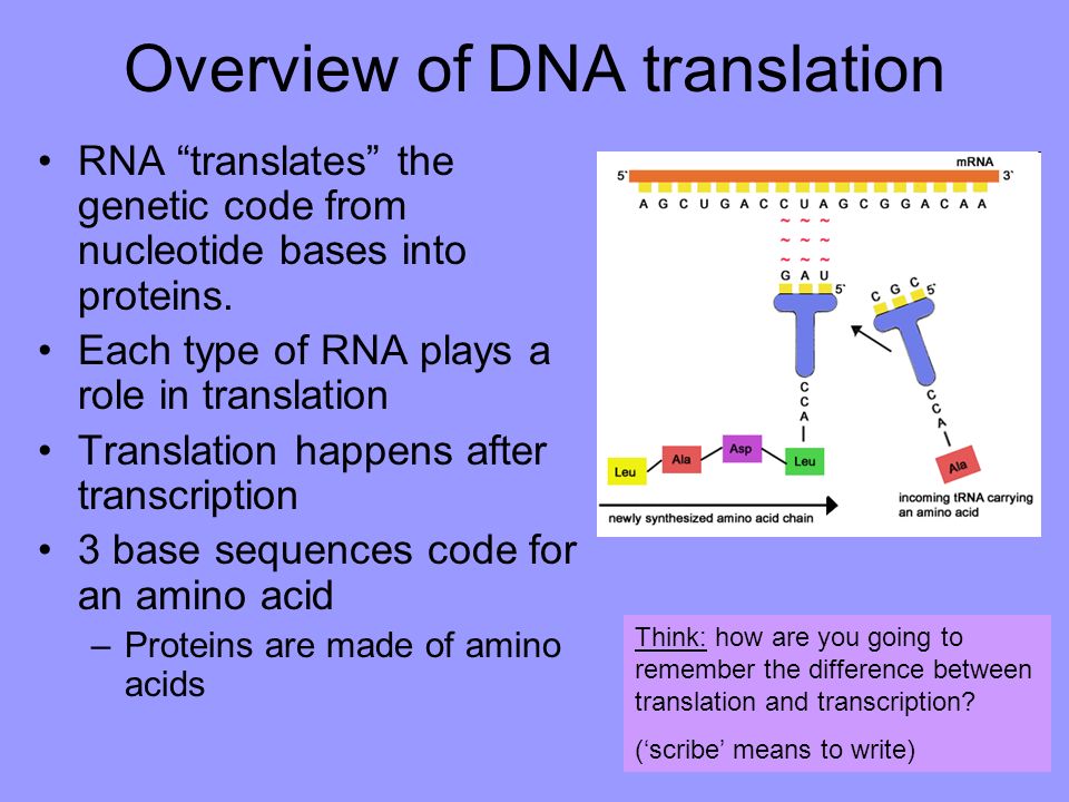 Рнк перевод. DNA translation. DNA перевод. Translation DNA RNA. What is DNA.