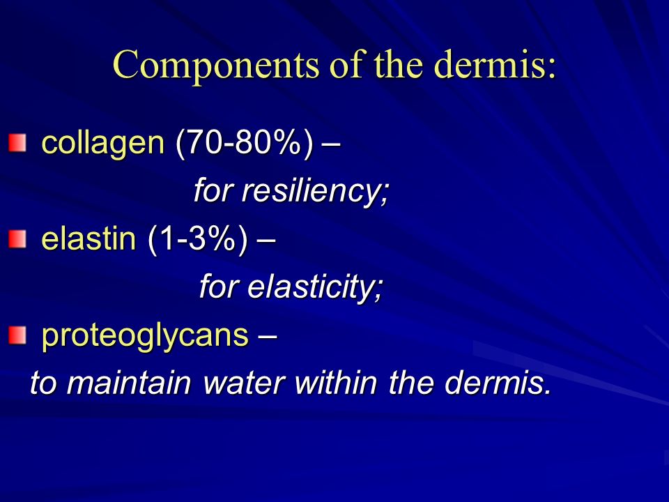 Components of the dermis: