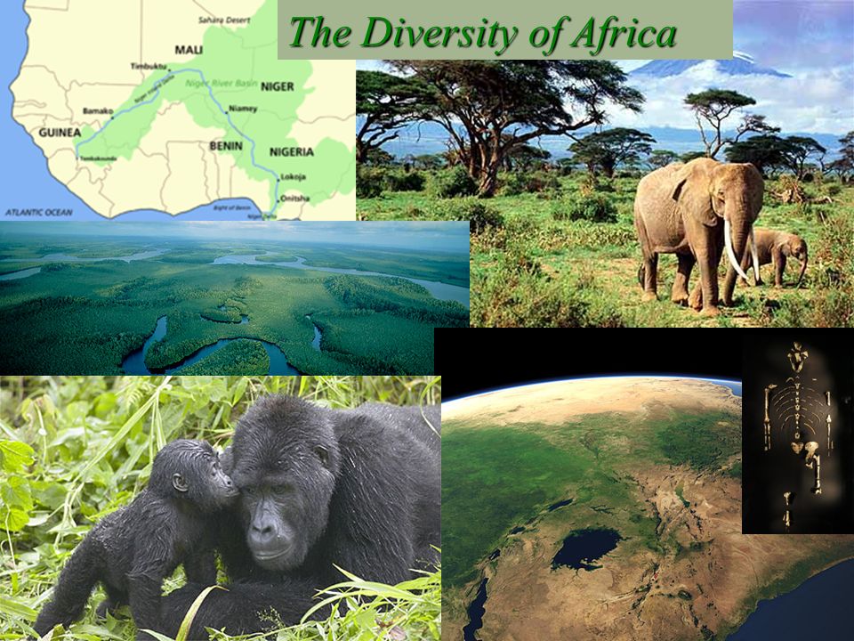 The Diversity of Africa