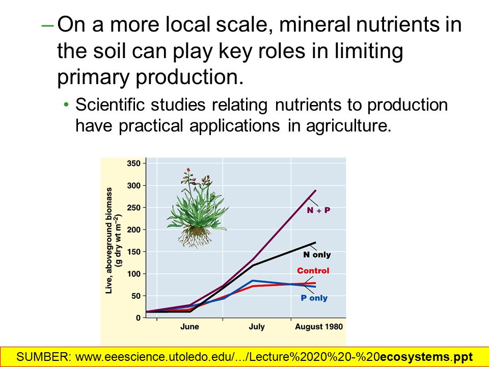 On a more local scale, mineral nutrients in the soil can play key roles in limiting primary production.