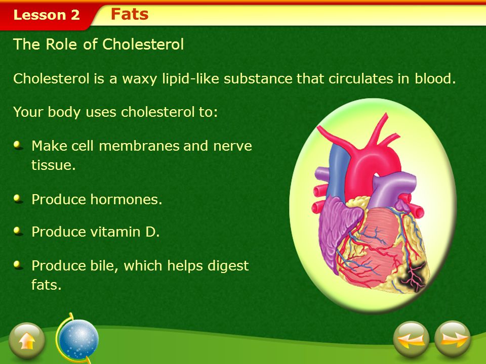 Fats The Role of Cholesterol