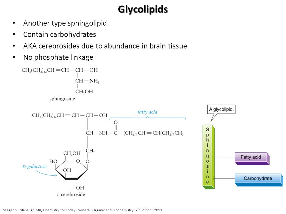 Glycolipids Another type sphingolipid Contain carbohydrates