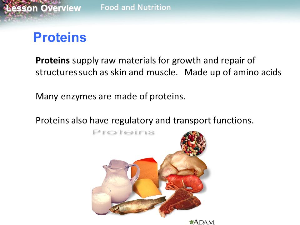 Proteins Proteins supply raw materials for growth and repair of structures such as skin and muscle. Made up of amino acids.