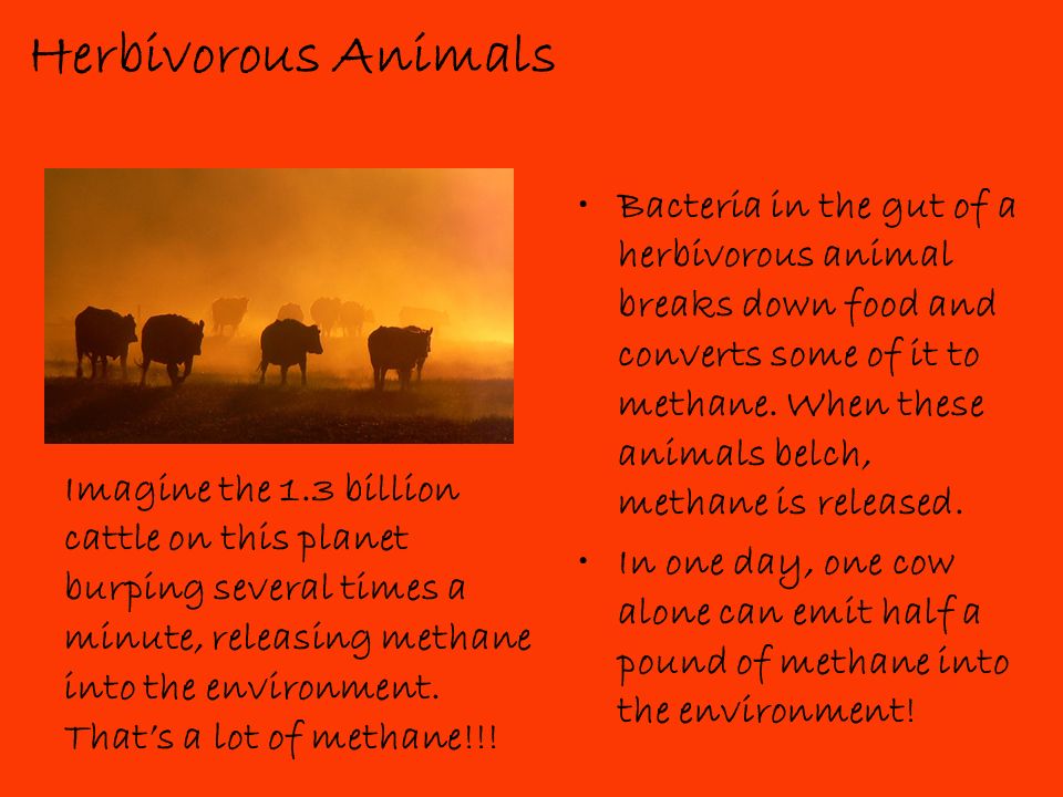 Herbivorous Animals