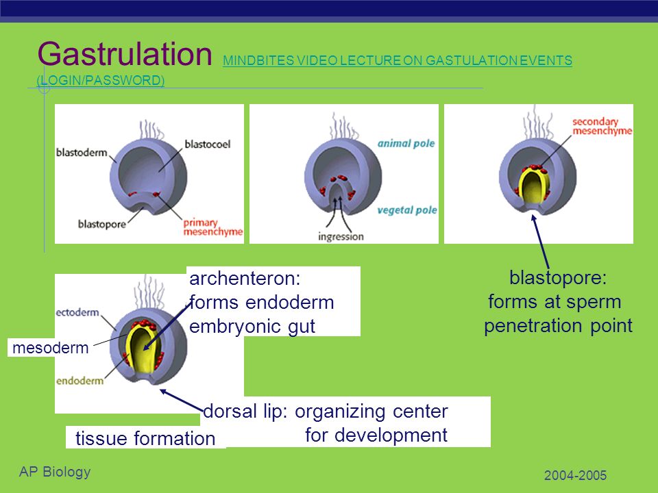 The Genetic Basis of Development - ppt download