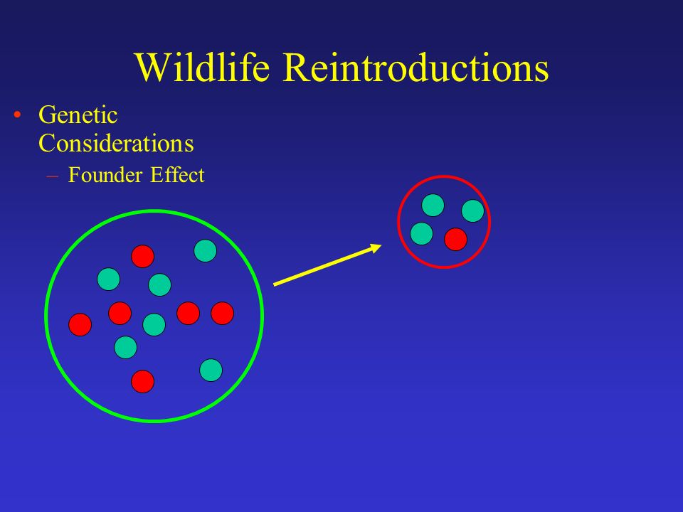 Wildlife Reintroductions