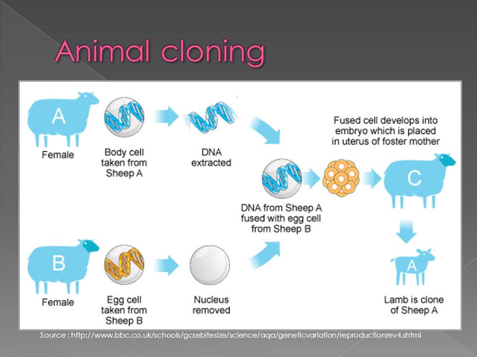 Different types of cloning - ppt download