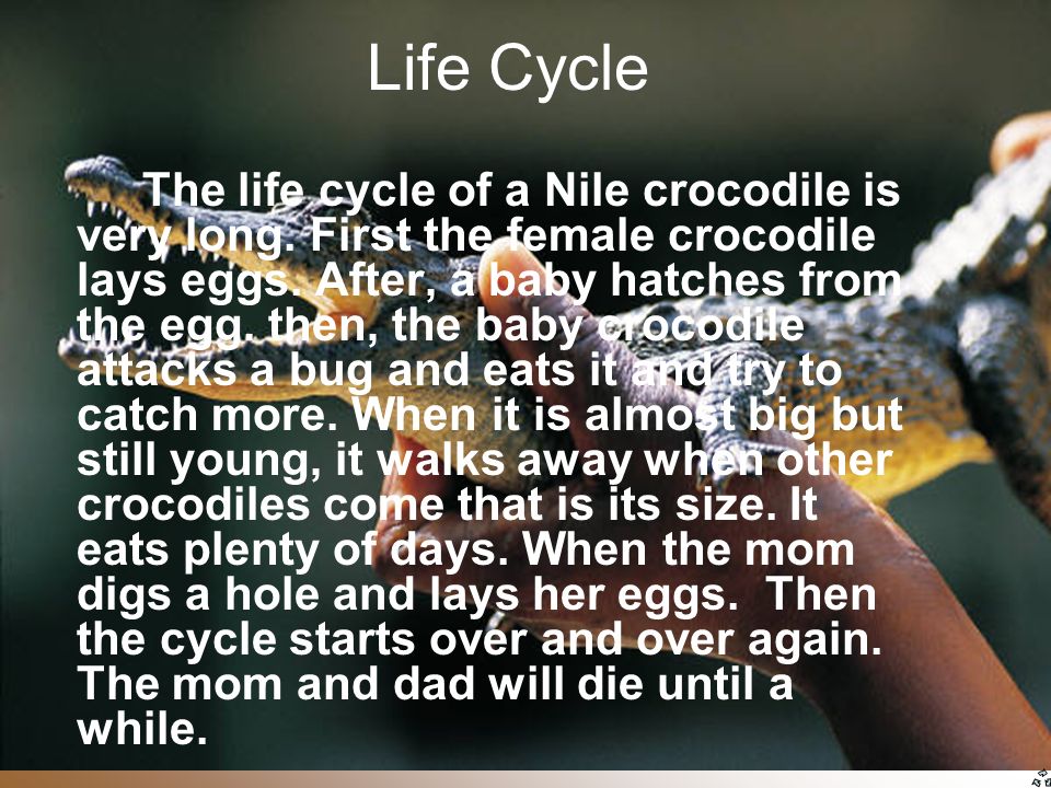 Life Cycle Of A Crocodile