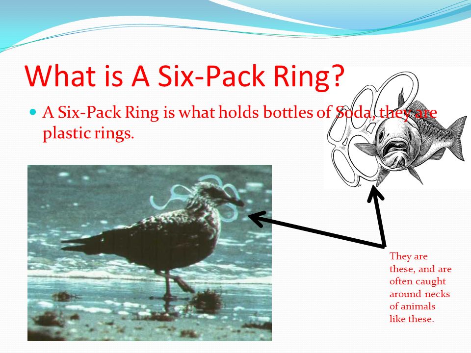 Negative Effects of a Plastic Six-Pack Ring - ppt video online download
