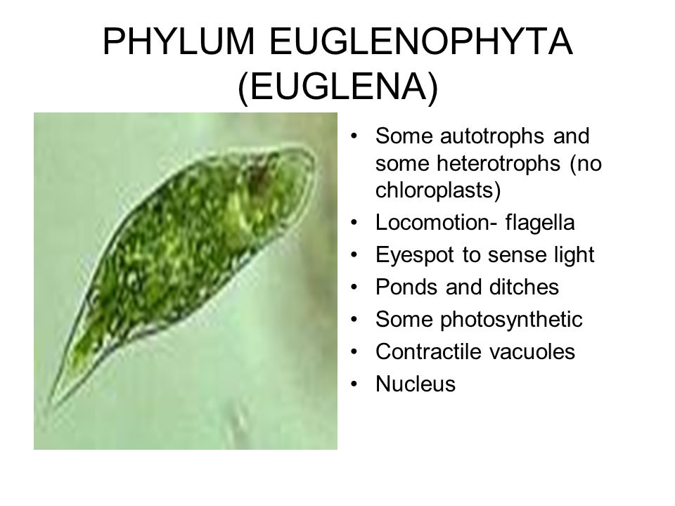 Хлорофиллы эвглены зеленой. Эвгленовые (Euglena, trachelomonas),. Представители отряда эвгленовые. Эвглена зеленая. Эвгленовые водоросли систематика.