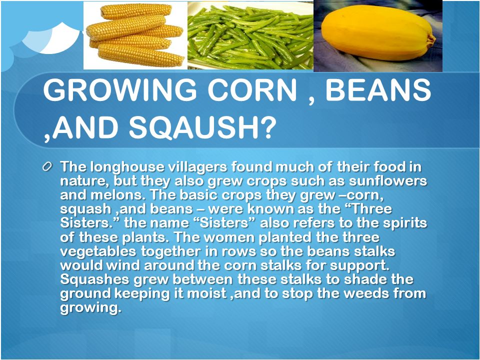 GROWING CORN , BEANS ,AND SQAUSH