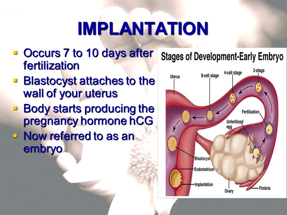 What Happens When Implantation Occurs Pregnancy Test