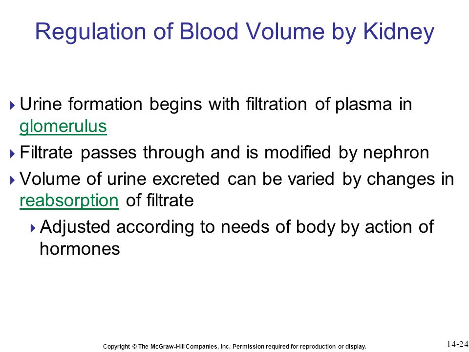 Regulation of Blood Volume by Kidney
