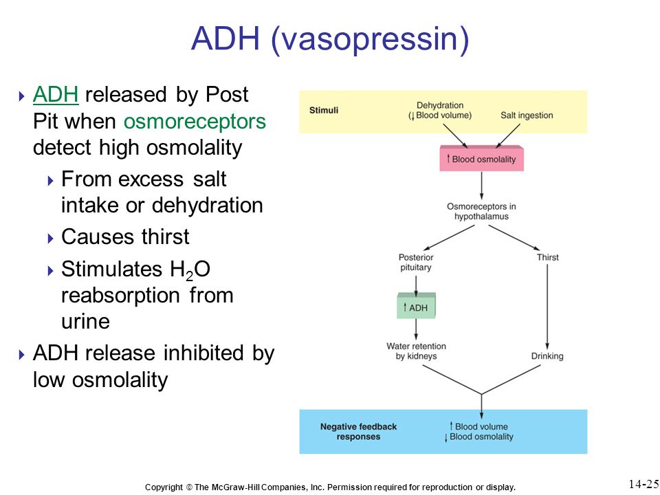 ADH (vasopressin) ADH released by Post Pit when osmoreceptors detect high osmolality. From excess salt intake or dehydration.